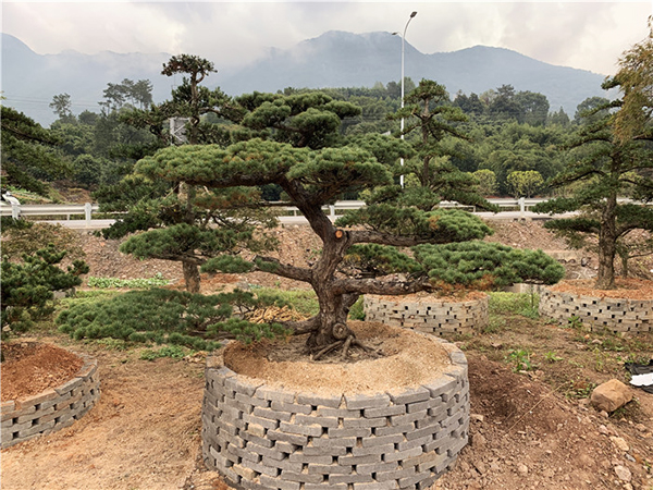 日本五針松種植基地