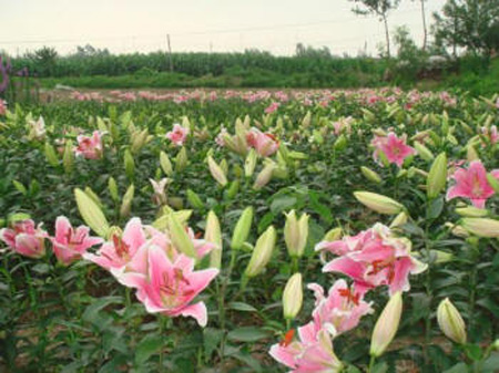 球根花卉基地